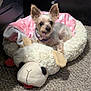 dog, small_dog, pet, bed, stuffed_animal_bed, pink_blanket, carpet, indoor, ears, tongue_out, collar, cute, animal, fluffy, relaxed, resting, cozy, toy, sleeping_area, domestic