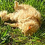 animal, cat, closeup, daylight, fluffy, fur, grass, greenery, laying_down, mammal, nature, orange_cat, outdoor, peaceful, pet, relaxing, resting, sleeping, summer, sunlight