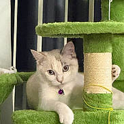 Mahsa Jebeli is registered to the contest to win money with this photo: cat, kitten, pet, cat_tree, scratching_post, collar, bell, indoor, green, plush, paw, fur, whiskers, eyes, curious, portrait, cozy, home, furniture, vertical_blinds