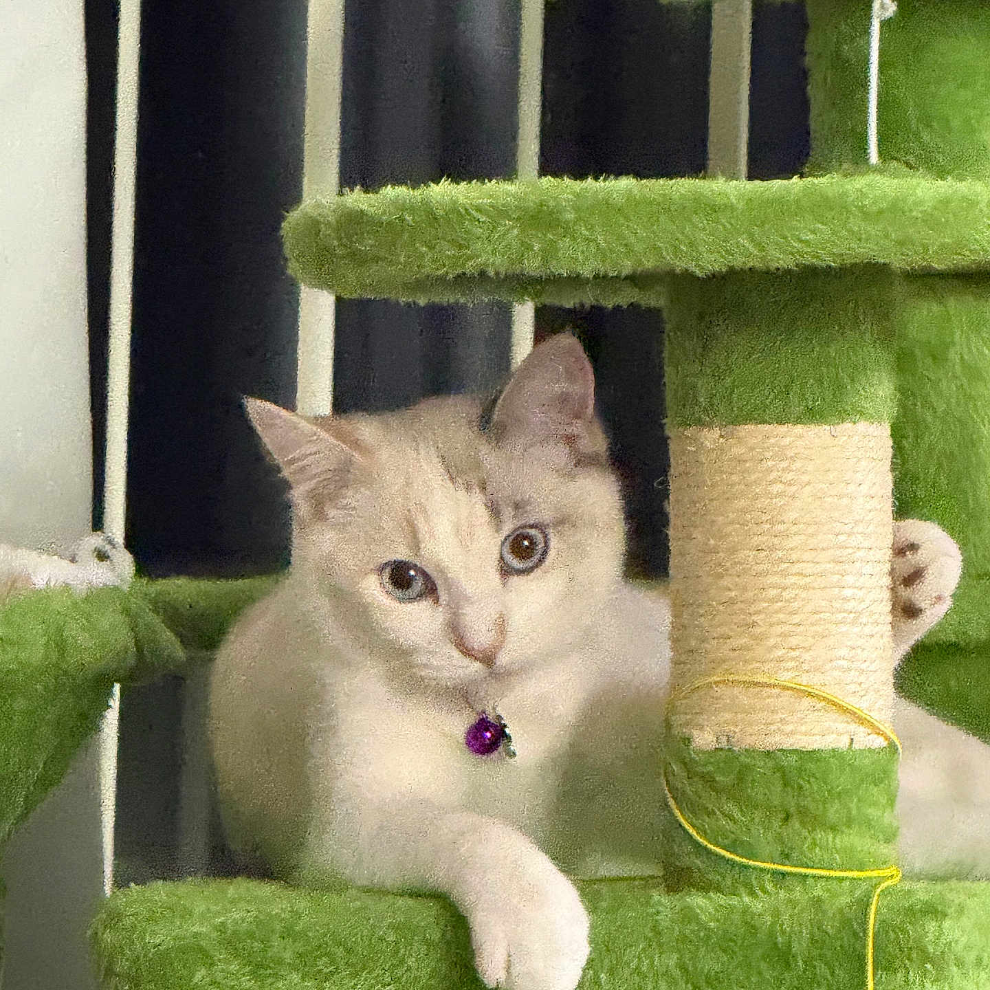 Mahsa Jebeli is registered to the contest to win money with this photo: bell, cat, cat_tree, collar, cozy, curious, eyes, fur, furniture, green, home, indoor, kitten, paw, pet, plush, portrait, scratching_post, vertical_blinds, whiskers