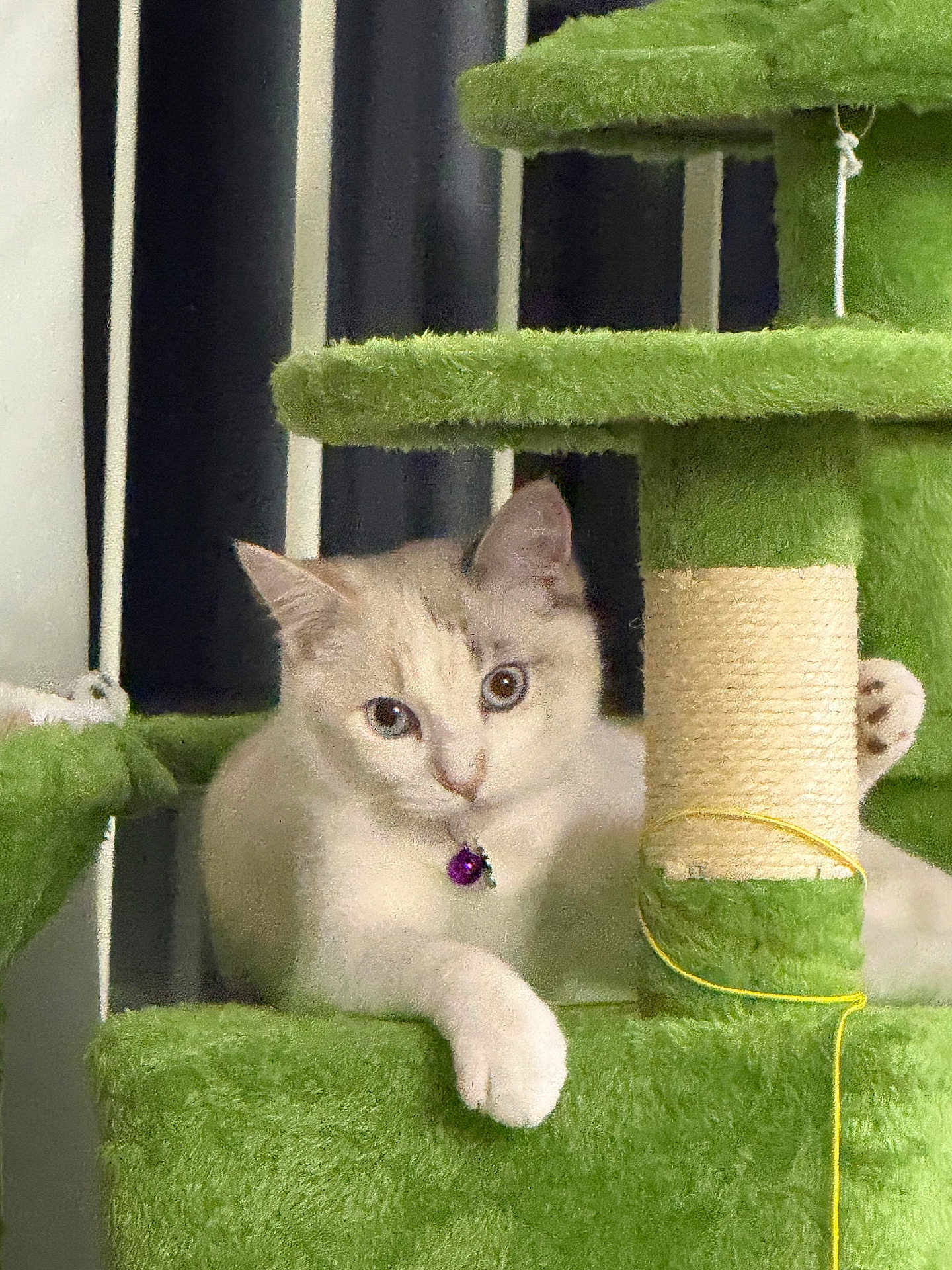 Mahsa Jebeli is registered to the contest to win money with this photo: cat, kitten, pet, cat_tree, scratching_post, collar, bell, indoor, green, plush, paw, fur, whiskers, eyes, curious, portrait, cozy, home, furniture, vertical_blinds