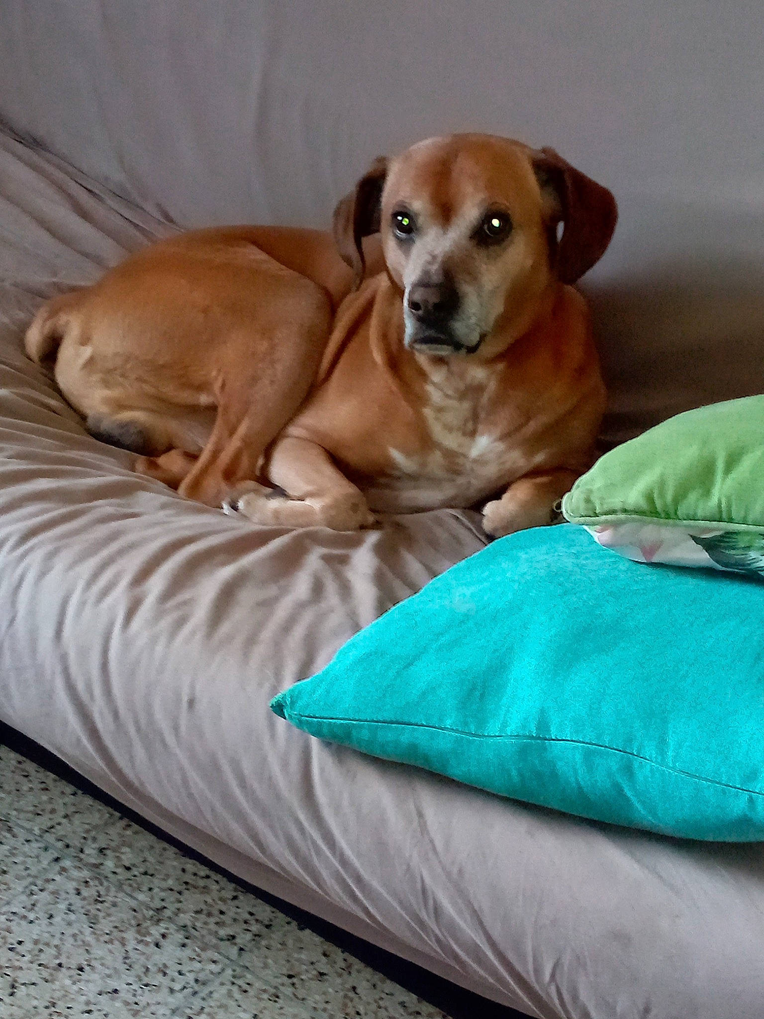 Eros participe au concours pour gagner de l'argent avec cette photo : canidae, carnivore, comfort, companion_dog, dog, dog_bed, dog_breed, dog_supply, fawn, hound, linens, liver, paw, pet_supply, sporting_group, whiskers, working_animal