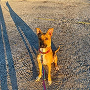 Muffin joined the competition — help win amazing prizes! dog, leash, gravel, shadow, sunlight, outdoor, pet, collar, sitting, ears, golden_hour, ground, human_shadow, playful, animal, daylight, pavement, alert, walking, nature