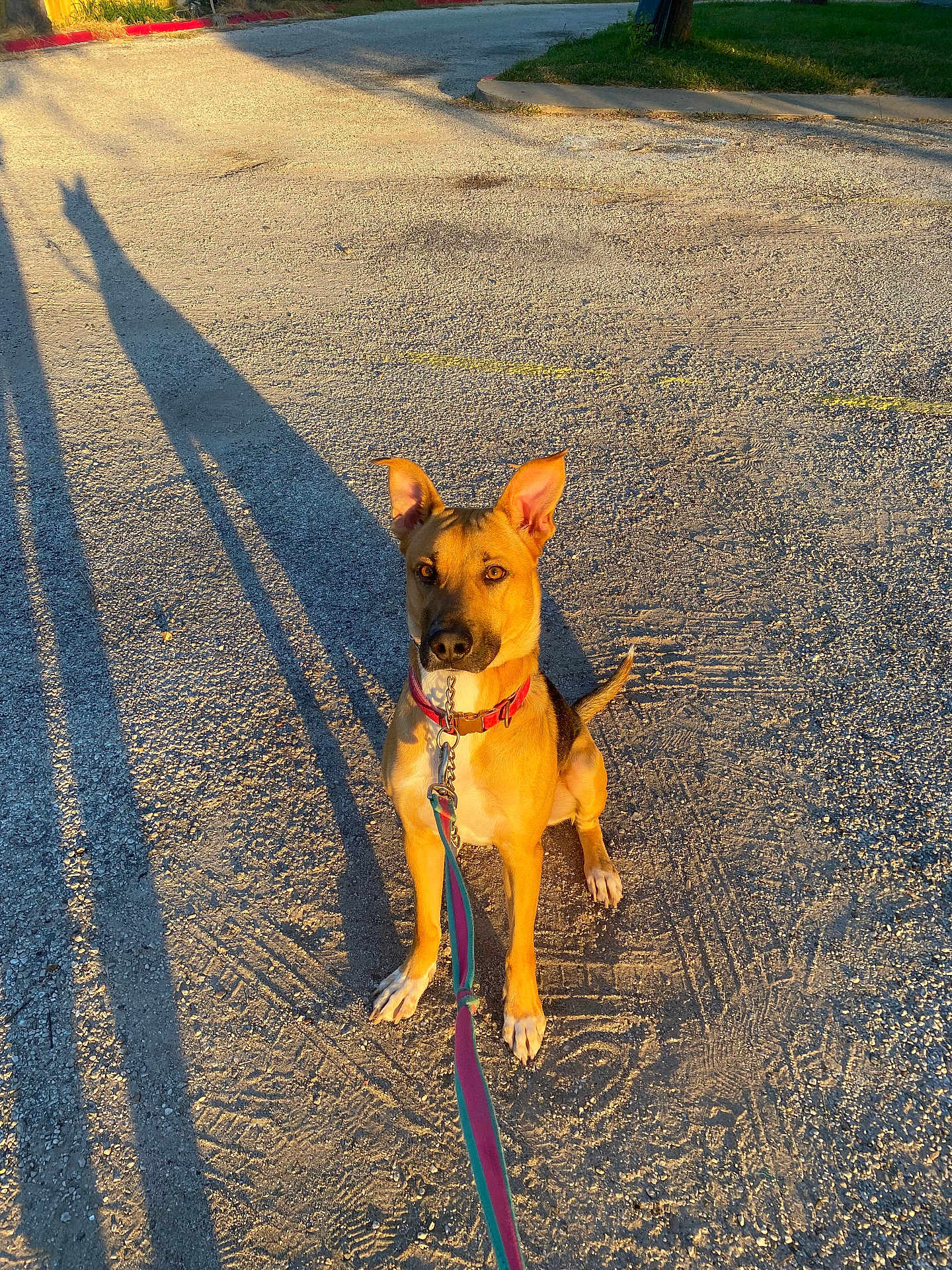 Muffin joined the competition — help win amazing prizes! dog, leash, gravel, shadow, sunlight, outdoor, pet, collar, sitting, ears, golden_hour, ground, human_shadow, playful, animal, daylight, pavement, alert, walking, nature