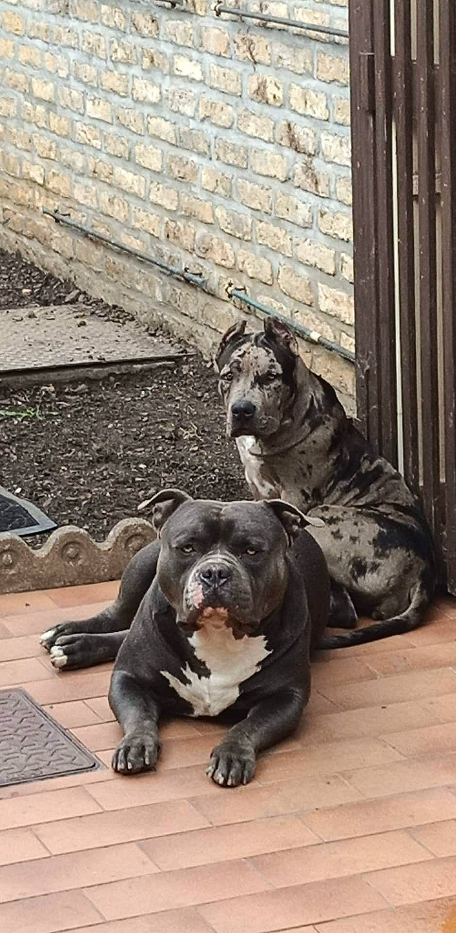 Kyara participe au concours pour gagner de l'argent avec cette photo : canidae, carnivore, collar, companion_dog, dog, dog_breed, dog_collar, fawn, grey, mammal, monochrome_photography, road_surface, snout, sporting_group, terrestrial_animal, vertebrate, whiskers, window, working_animal, wrinkle