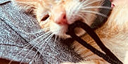 Miss Kitty is registered to the contest to win money with this photo: kitten, cat, orange_cat, close_up, string, gray_fabric, whiskers, paw, sleepy, pet, animal, feline, cute, relaxed, soft_focus, indoor, closeup, young_cat, playful, domestic_cat