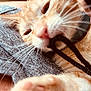 kitten, cat, orange_cat, close_up, string, gray_fabric, whiskers, paw, sleepy, pet, animal, feline, cute, relaxed, soft_focus, indoor, closeup, young_cat, playful, domestic_cat
