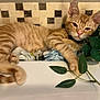 Miss Kitty joined the competition — help win amazing prizes! cat, orange_tabby, pet, feline, animal, relaxed, sleepy, indoor, flower, artificial_plant, green_leaves, white_surface, tile_wall, paw, fur, whiskers, ears, cute, resting, closeup