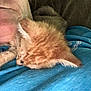 Miss Kitty is registered to the contest to win money with this photo: kitten, cat, person, face, shirt, blue_shirt, sleeping, resting, couch, brown_couch, fur, orange_cat, close_up, indoor, comfort, pet, animal, nap, cozy, human