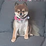 dog, pomeranian, pet, sitting, couch, bandana, indoor, animal, fur, cute, smiling, face, ears, tail, blanket, holiday, cozy, domestic_animal, companion, friendly