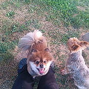 Berry Bear joined the competition — help win amazing prizes! animal, back_view, black_pants, canine, concrete_block, daylight, dog, footwear, fur, grass, grass_patch, happy, human_legs, nature, outdoor, panting, pet, small_dog, standing, wooden_post