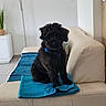 dog, black_dog, pet, couch, blanket, blue_collar, indoor, living_room, lamp, plant, modern, minimalist, furniture, floor_tile, wall, home, cute, sitting, animal, domestic