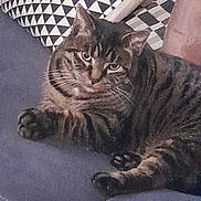 Saba participe au concours pour gagner de l'argent avec cette photo : animal, cat, closeup, comfort, curious, cushion, ears, eyes, feline, fur, home, indoor, lying_down, pattern, paw, pet, relaxed, resting, tabby, whiskers