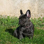 A'Reyna a rejoint le concours — aidez-le/la à gagner de superbes lots ! dog, puppy, french_bulldog, black_dog, grass, outdoor, pet, animal, collar, sitting, sunlight, ears, cute, young, nature, wall, greenery, portrait, side_view, domestic_animal