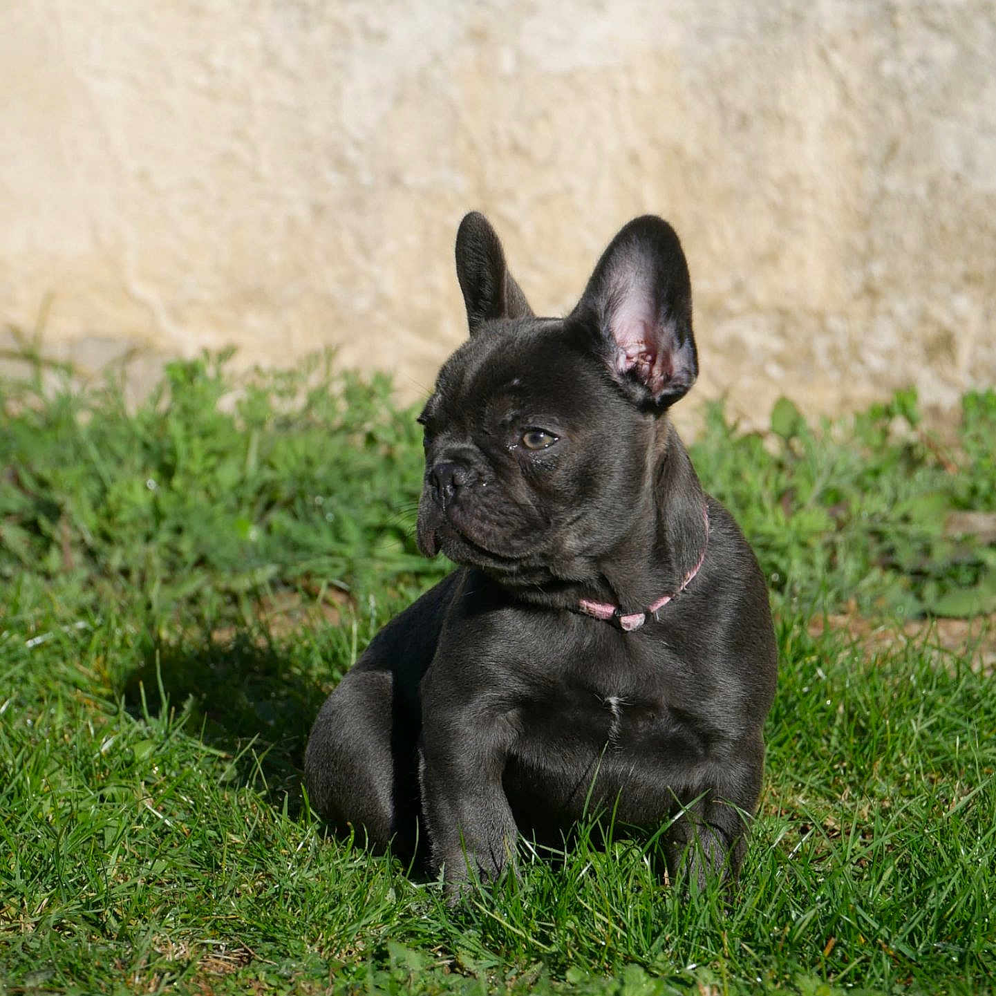 A'Reyna a rejoint le concours — aidez-le/la à gagner de superbes lots ! animal, black_dog, collar, cute, dog, domestic_animal, ears, french_bulldog, grass, greenery, nature, outdoor, pet, portrait, puppy, side_view, sitting, sunlight, wall, young