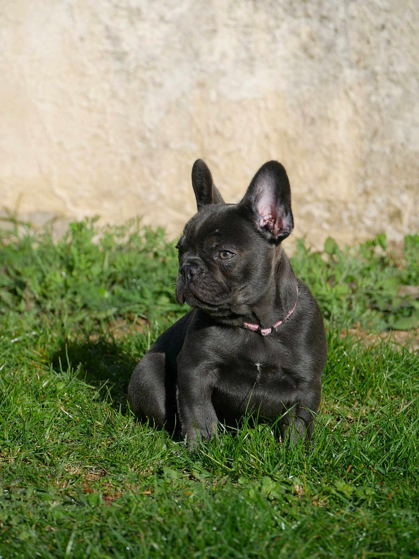 A'Reyna a rejoint le concours — aidez-le/la à gagner de superbes lots ! dog, puppy, french_bulldog, black_dog, grass, outdoor, pet, animal, collar, sitting, sunlight, ears, cute, young, nature, wall, greenery, portrait, side_view, domestic_animal