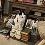 cat, stacked_boxes, book, bookshelf, photo_frame, living_room, carpet, toy, decor, wooden_furniture, basket, lantern, chair, plant, cozy, indoor, black_and_white_cat, pink_toy, stacked_books, carpeted_floor