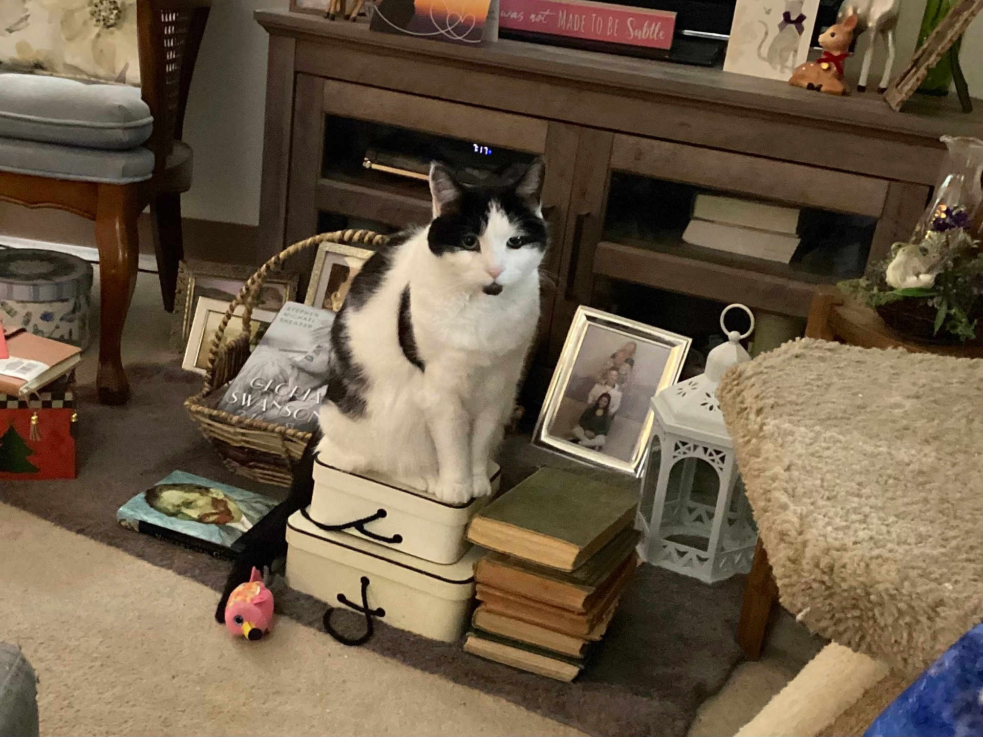 Rocky is registered to the contest to win money with this photo: cat, stacked_boxes, book, bookshelf, photo_frame, living_room, carpet, toy, decor, wooden_furniture, basket, lantern, chair, plant, cozy, indoor, black_and_white_cat, pink_toy, stacked_books, carpeted_floor