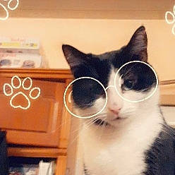 Miousse participe au concours pour gagner de l'argent avec cette photo : black_and_white, carnivore, cat, domestic_short_haired_cat, ear, eyewear, felidae, glasses, kitten, morning, nose, photo_caption, photography, sky, small_to_medium_sized_cats, snout, square, sunglasses, tail, whiskers