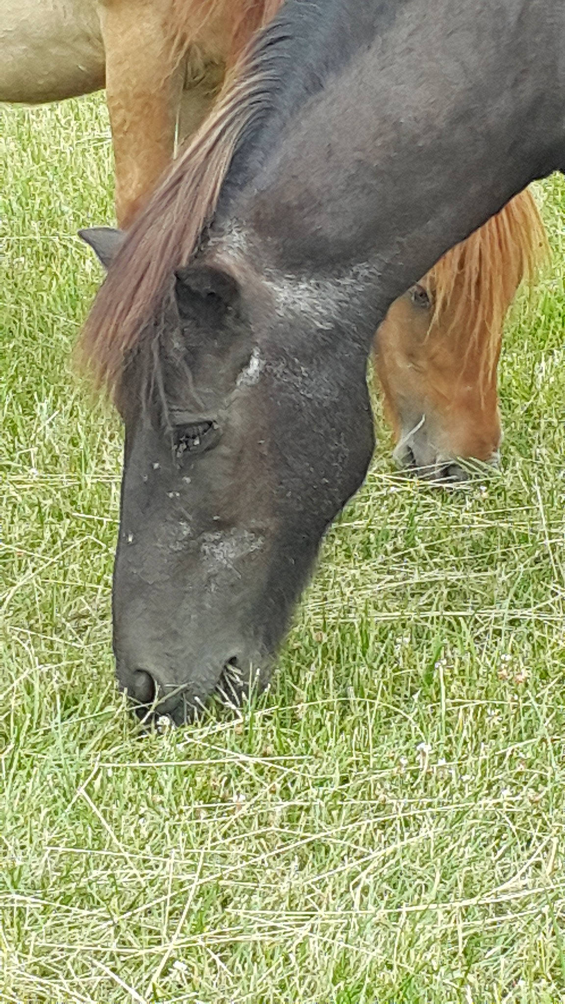 Zorro participe au concours pour gagner de l'argent avec cette photo : colt, fodder, grass, grassland, grazing, horse, liver, mane, mare, meadow, mustang_horse, pasture, plant, pony, snout, sorrel, stallion, wildlife