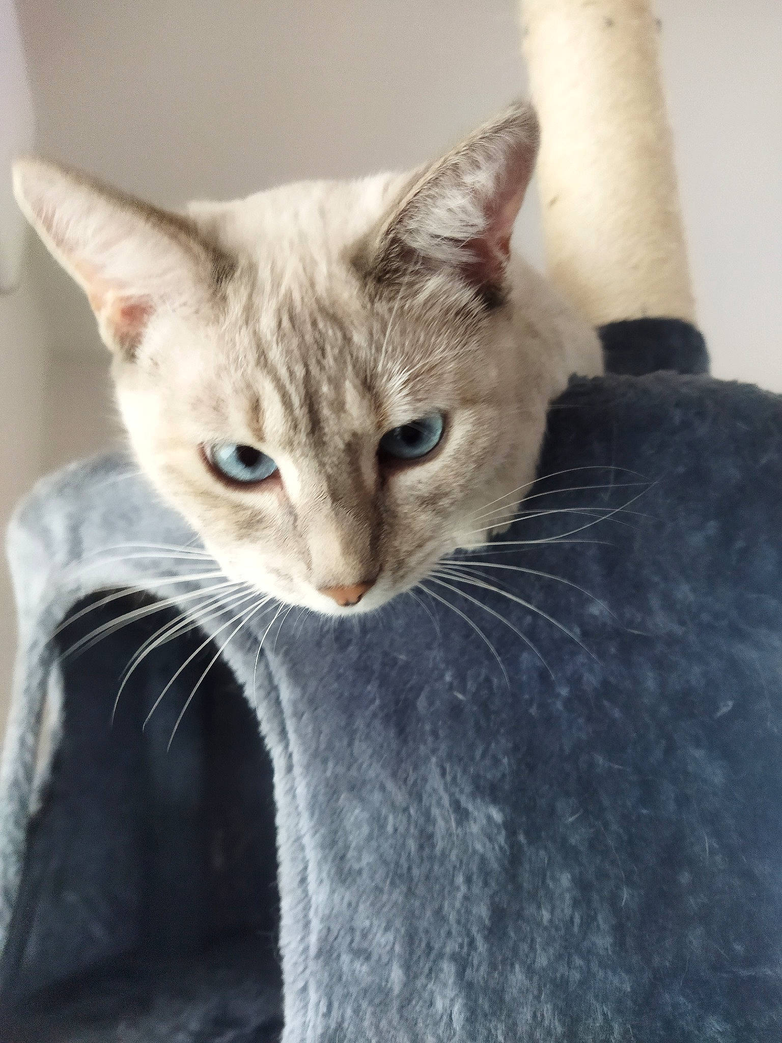 Savannah participe au concours pour gagner de l'argent avec cette photo : carnivore, cat, cat_supply, comfort, domestic_short_haired_cat, ear, fang, fawn, felidae, fur, small_to_medium_sized_cats, terrestrial_animal, whiskers, window