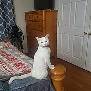 Lucy Mae joined the competition — help win amazing prizes! animal, bed, bedroom, blanket, cat, collar, curtains, door, dresser, fan, hardwood_floor, home, indoors, pet, portrait, sitting, stool, television, white_cat, white_fur