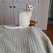 Lucy Mae is registered to the contest to win money with this photo: cat, white_cat, pet, animal, indoors, bedroom, bed, quilt, bedspread, sitting, portrait, looking_at_camera, ears, whiskers, tail, white_fur, wooden_stool, doors, light_switch, home