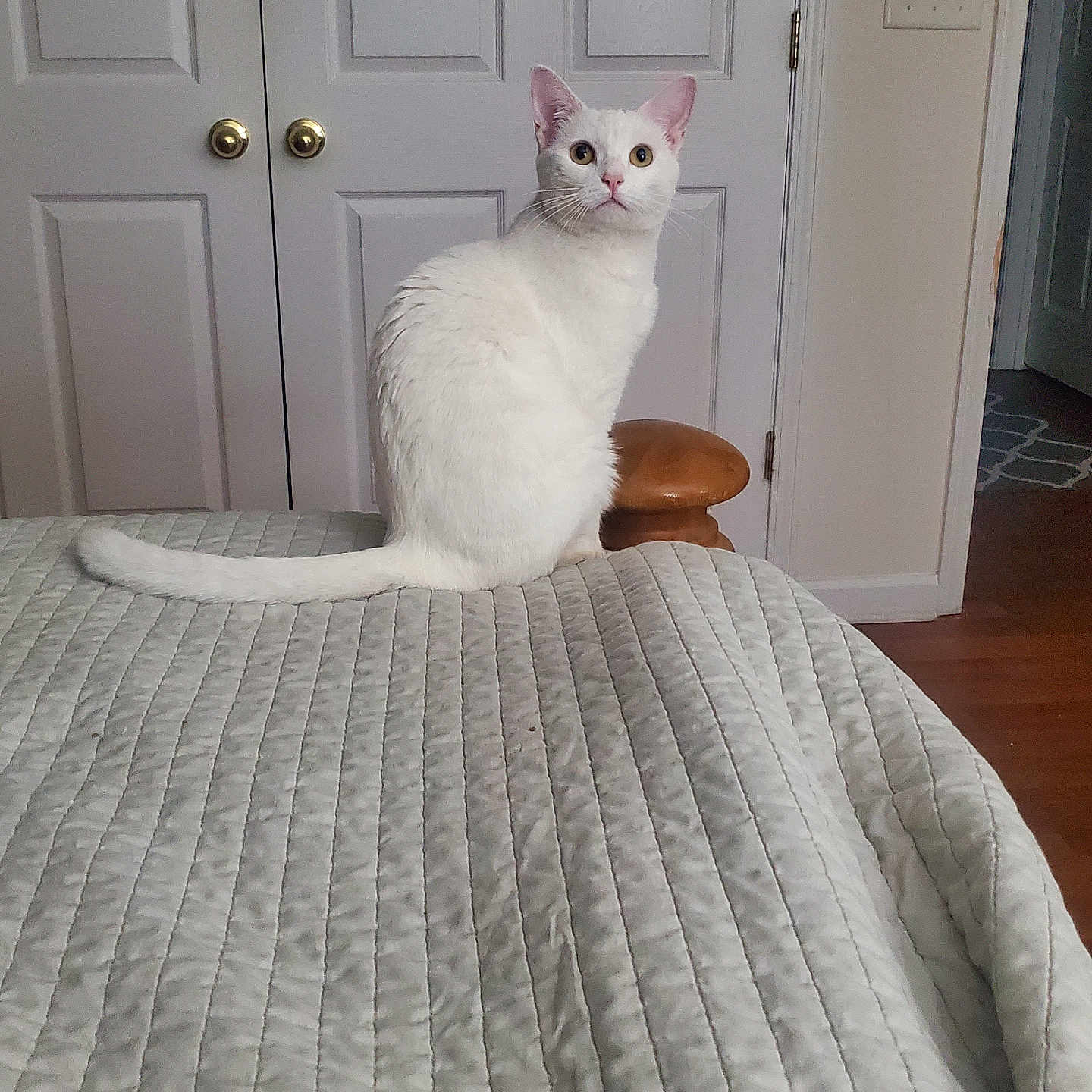 Lucy Mae is registered to the contest to win money with this photo: cat, white_cat, pet, animal, indoors, bedroom, bed, quilt, bedspread, sitting, portrait, looking_at_camera, ears, whiskers, tail, white_fur, wooden_stool, doors, light_switch, home