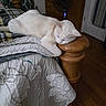 Lucy Mae joined the competition — help win amazing prizes! bed, bedroom, blanket, cat, curtains, cute, dresser, fan, furniture, hardwood_floor, home, indoors, pet, portrait, quilt, relaxed, resting, sleeping, white_cat, wooden_stool
