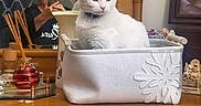 Lucy Mae joined the competition — help win amazing prizes! animal, basket, bathroom, cat, diffuser, furniture, holiday, home_decor, indoor, mirror, person, pet, portrait, reflection, sitting, snowflake, whiskers, white_cat, woman, wooden_cabinet