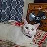 Lucy Mae is registered to the contest to win money with this photo: animal, bed, bedroom, blanket, box_fan, cat, close_up, collar, curious, feline, indoors, lying_down, patterned_blanket, pet, pink_nose, portrait, relaxed, white_cat, wide_eyes, wooden_furniture