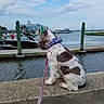 bandana, boats, clouds, curly_hair, dock, dog, harbor, leash, marina, outdoor, pet, pier, scenic, seaside, sitting, sky, spotted_coat, travel, water, waterfront