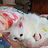 kittens, cats, white_fur, fluffy, cute, sleepy, cuddling, animal, pet, kitten_face, blue_eyes, pink_nose, whiskers, blanket, colorful, indoor, living_room, chair, wooden_cabinet, cozy