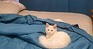 Lenna Jo joined the competition — help win amazing prizes! cat, kitten, white_cat, fluffy, animal, pet, indoors, bedroom, bed, bedding, blanket, blue, cozy, sleeping_area, sitting, portrait, cute, ears, tail, home