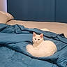 cat, kitten, white_cat, fluffy, animal, pet, indoors, bedroom, bed, bedding, blanket, blue, cozy, sleeping_area, sitting, portrait, cute, ears, tail, home