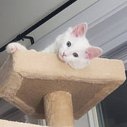 Lenna Jo joined the competition — help win amazing prizes! kitten, cat, white_cat, fluffy, pink_ears, blue_eyes, paw, cat_tree, scratching_post, pet, animal, cute, adorable, lounging, lying_down, indoor, home, platform, portrait, fur
