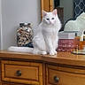 cat, white_cat, fluffy, long_hair, pet, animal, sitting, portrait, indoors, dresser, wooden_furniture, mirror, shells, glass_jar, curtain, home_decor, blue_eyes, white_fur, camera_facing, domestic_animal