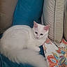 cat, white_cat, fluffy, feline, pet, lying_down, lounging, indoors, cushion, pillows, bed, quilt, blanket, colorful_pattern, blue_background, pink_ears, green_eyes, whiskers, relaxed, portrait