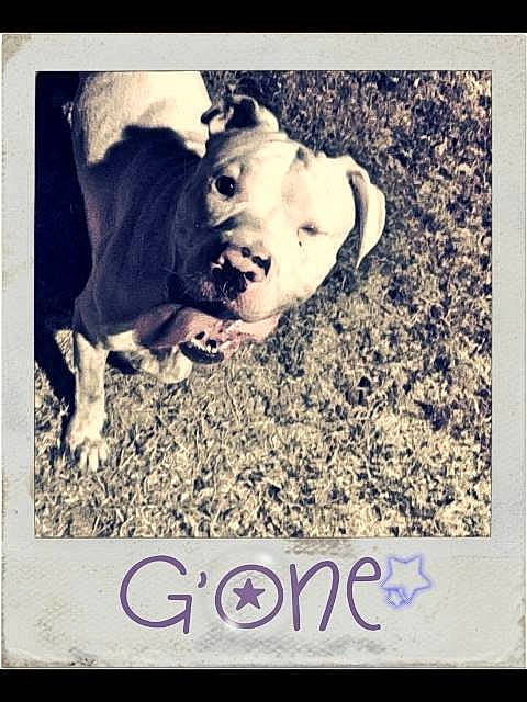 G'one a rejoint le concours — aidez-le/la à gagner de superbes lots ! american_pit_bull_terrier, american_staffordshire_terrier, boxer, bulldog, canidae, carnivore, companion_dog, dog, dog_breed, great_dane, guard_dog, love, non_sporting_group, photo_caption, photograph, photography, pit_bull, puppy, puppy_love, square