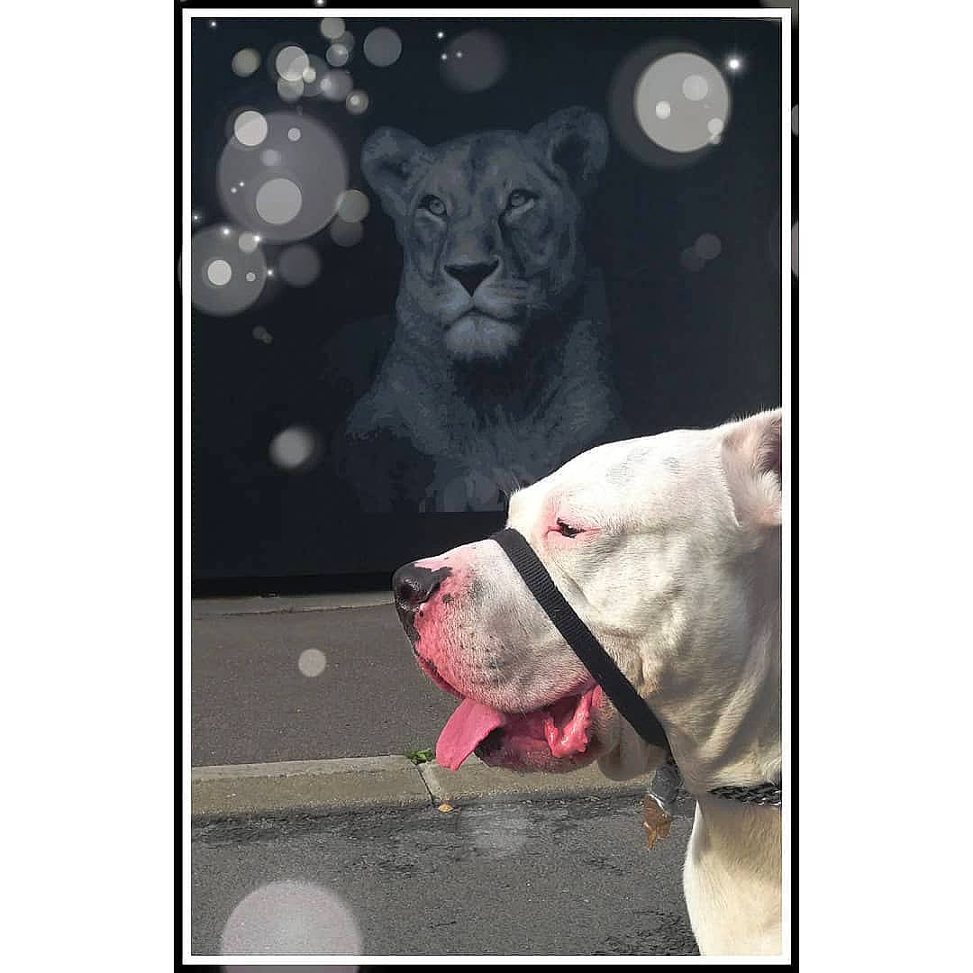 G'one participe au concours pour gagner de l'argent avec cette photo : american_pit_bull_terrier, american_staffordshire_terrier, canidae, carnivore, dog, french_bulldog, non_sporting_group, pit_bull, puppy, snout, square, staffordshire_bull_terrier