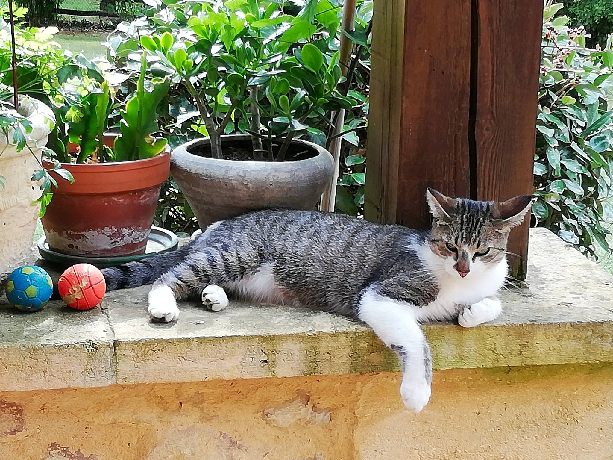 Arthur a rejoint le concours — aidez-le/la à gagner de superbes lots ! aegean_cat, american_wirehair, asian, carnivore, cat, domestic_short_haired_cat, european_shorthair, felidae, flower, flowerpot, houseplant, plant, polydactyl_cat, small_to_medium_sized_cats, tabby_cat, tail, tree, whiskers