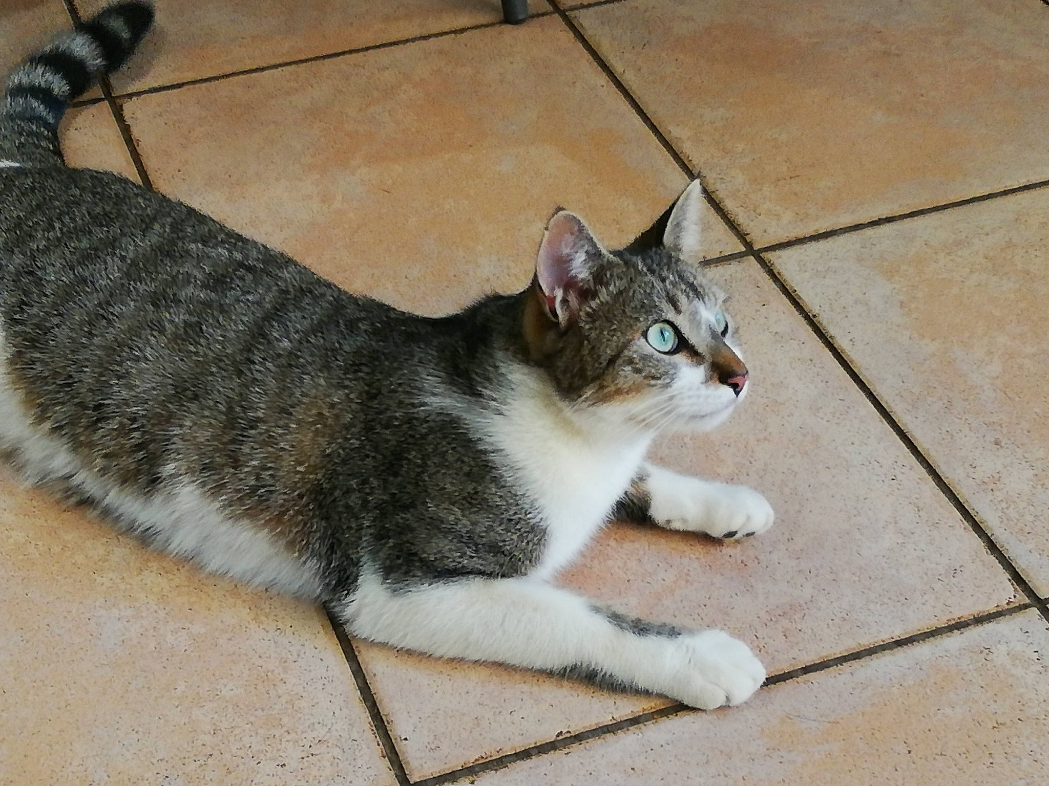 Arthur a rejoint le concours — aidez-le/la à gagner de superbes lots ! aegean_cat, american_wirehair, arabian_mau, asian, carnivore, cat, domestic_short_haired_cat, dragon_li, european_shorthair, felidae, floor, kitten, mammal, polydactyl_cat, small_to_medium_sized_cats, snout, tabby_cat, tail, whiskers, wild_cat