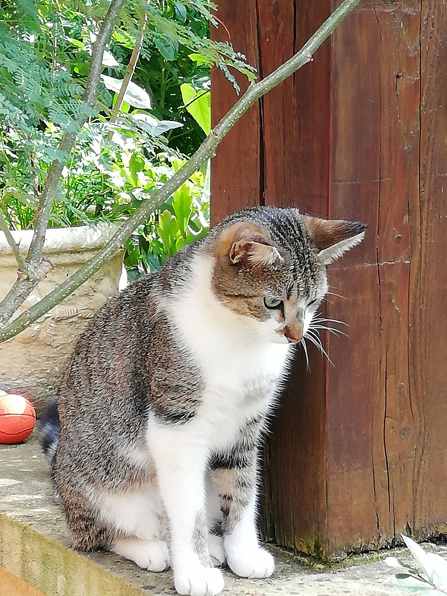 Arthur a rejoint le concours — aidez-le/la à gagner de superbes lots ! aegean_cat, american_wirehair, asian, carnivore, cat, domestic_short_haired_cat, european_shorthair, felidae, german_rex, mammal, polydactyl_cat, small_to_medium_sized_cats, snout, tabby_cat, tail, whiskers, wild_cat