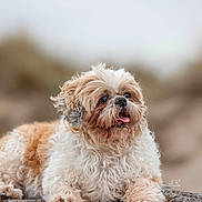 Heden a rejoint le concours — aidez-le/la à gagner de superbes lots ! animal, canine, close_up, curly_fur, cute, dog, expression, fluffy, friendly, fur, happy, lying_down, mammal, nature, outdoor, pet, portrait, rock, small_dog, tongue_out
