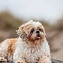 animal, canine, close_up, curly_fur, cute, dog, expression, fluffy, friendly, fur, happy, lying_down, mammal, nature, outdoor, pet, portrait, rock, small_dog, tongue_out