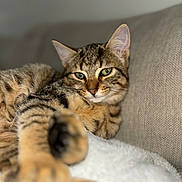 Sully participe au concours pour gagner de l'argent avec cette photo : abyssinian, animal, cat, couch, egyptiancat, furniture, kitten, manx, ocelot, person, pet, sleeping