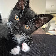 Chaussette a rejoint le concours — aidez-le/la à gagner de superbes lots ! kitten, cat, tuxedo_cat, black_and_white, whiskers, paws, pets, animal, cute, closeup, indoor, domestic_cat, feline, resting, curious, young_cat, soft_fur, portrait, looking, cozy
