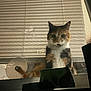 blinds, calico_cat, cat, curious, eyes, face, feline, home, indoor, ledge, mesh, night, pet, portrait, shadow, silhouette, sitting, whiskers, window, window_screen