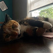 Jules joined the competition — help win amazing prizes! backlit, blinds, calico_cat, cat, close_up, feline, fur, green_eyes, home_interior, indoor, lying_down, paw, pet, pink_cloth, portrait, relaxing, table, whiskers, window, wooden_table