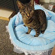 Rossi joined the competition — help win amazing prizes! cat, tabby, pet_bed, blue, indoor, carpet, curious, feline, animal, domestic, cozy, frilly, orange_eyes, sitting, household, floor, comfort, cute, furry, whiskers